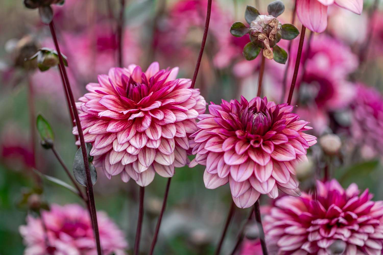 Dahlie 'Molly Raven'
